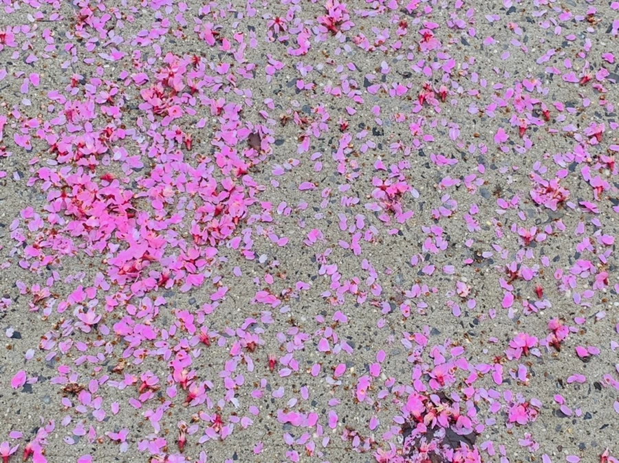 IMG_6277.jpg?type=w966