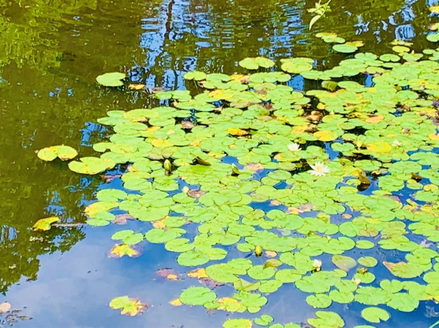 IMG_9286.jpg?type=w966