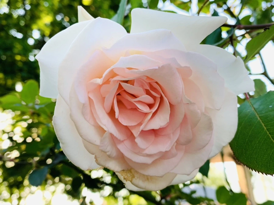 IMG_3459.jpg?type=w966