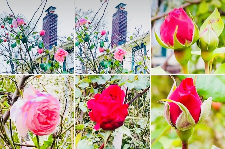 IMG_6226.jpg?type=w966