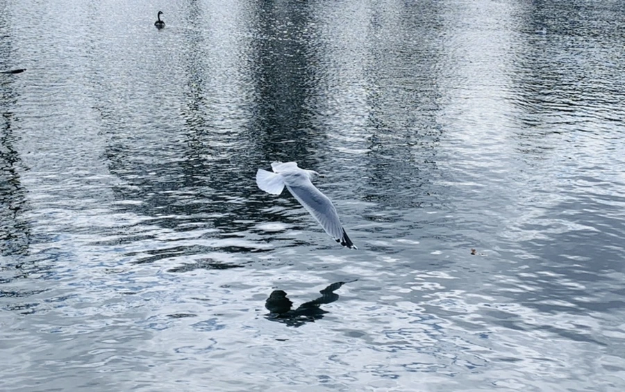 IMG_7887.jpg?type=w966