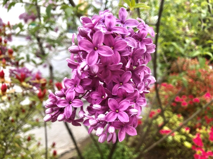 IMG_7157.jpg?type=w966