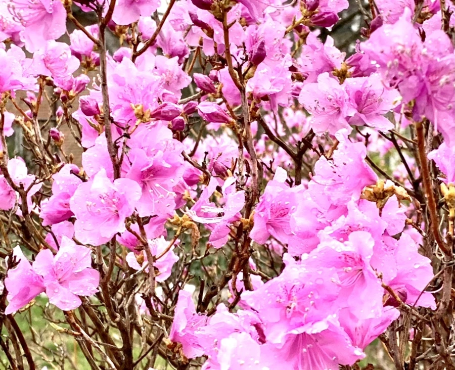 IMG_4933.jpg?type=w966