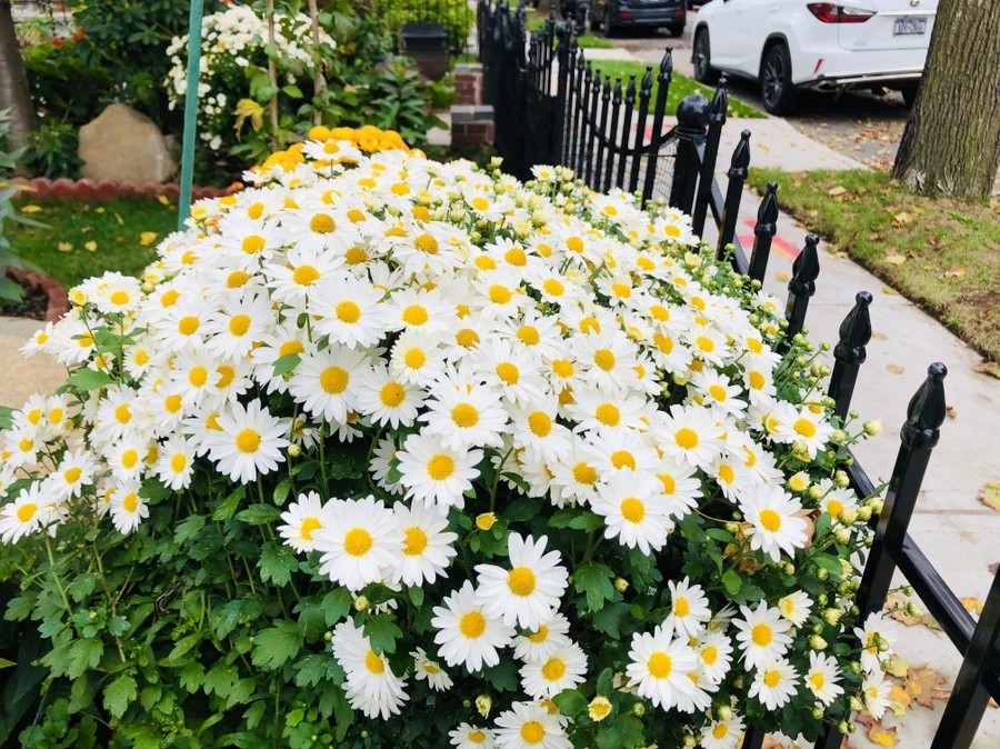 IMG_2375.jpg?type=w966