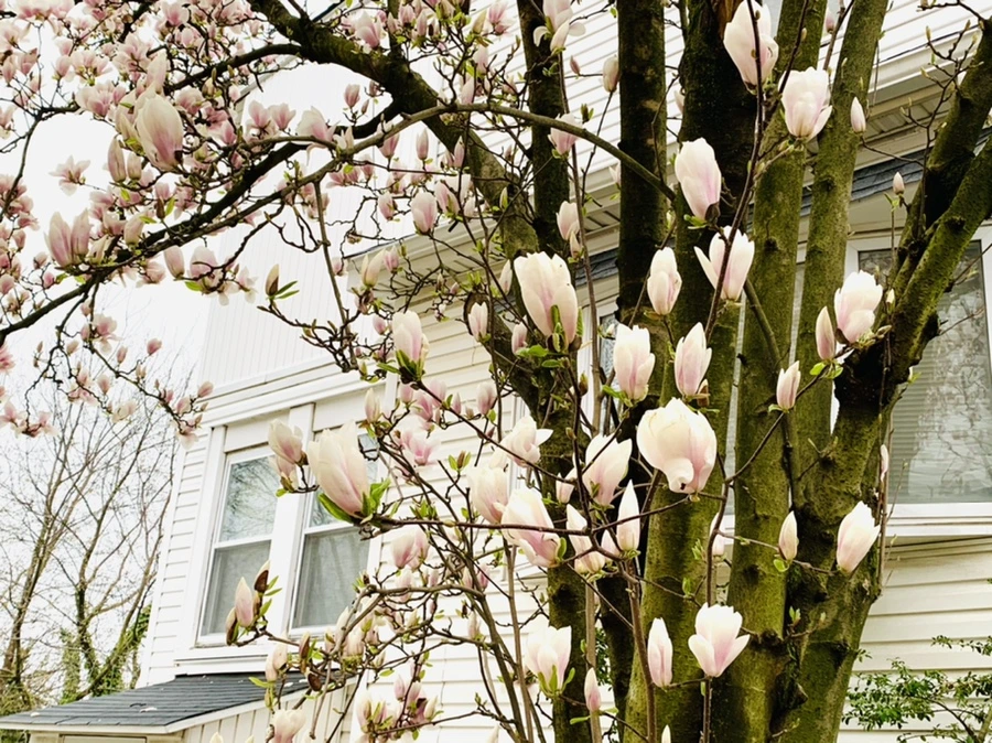 IMG_0752.jpg?type=w966