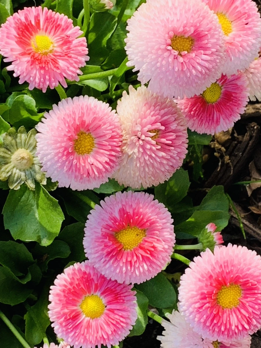 IMG_1104.jpg?type=w966