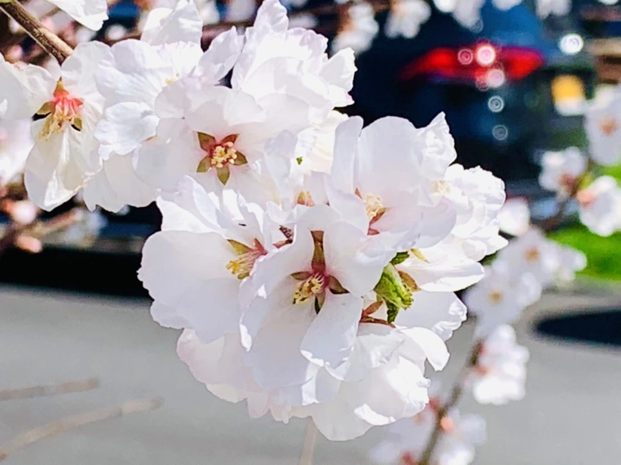 IMG_8062.jpg?type=w966