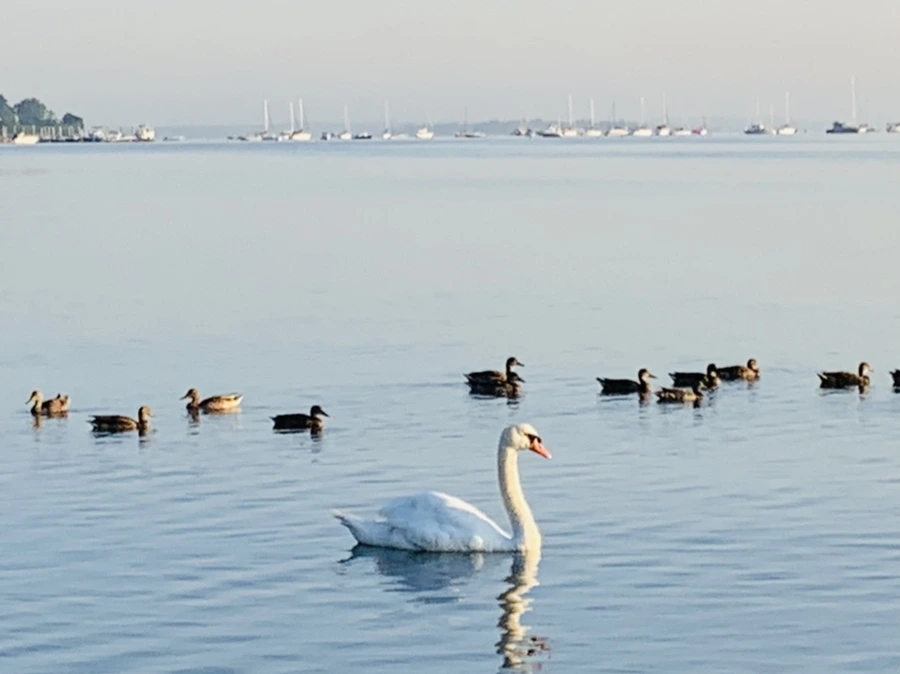 IMG_7387.jpg?type=w966