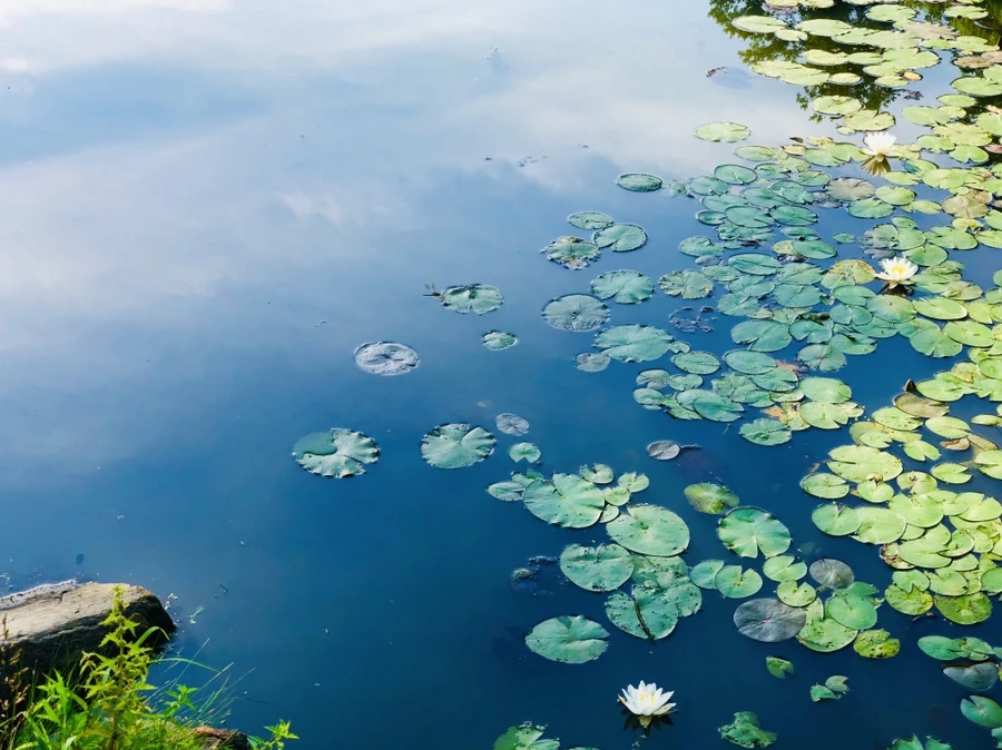 IMG_5005.jpg?type=w966