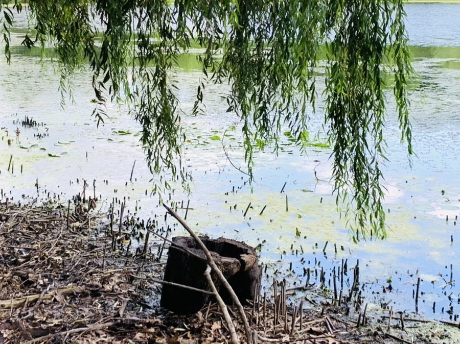 IMG_7530.jpg?type=w966