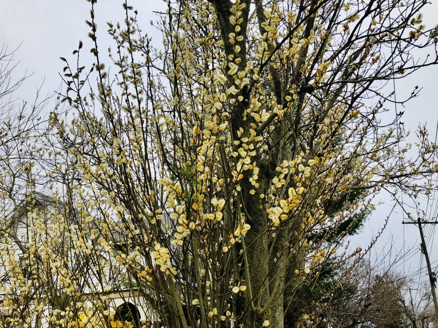 IMG_6713.jpg?type=w966