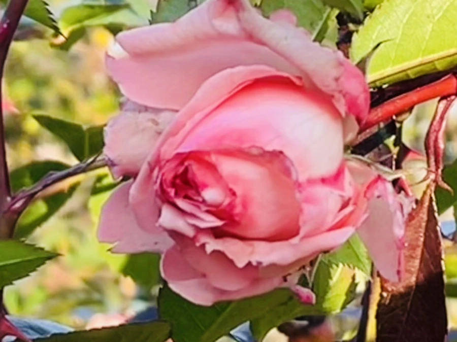 IMG_6041.jpg?type=w966