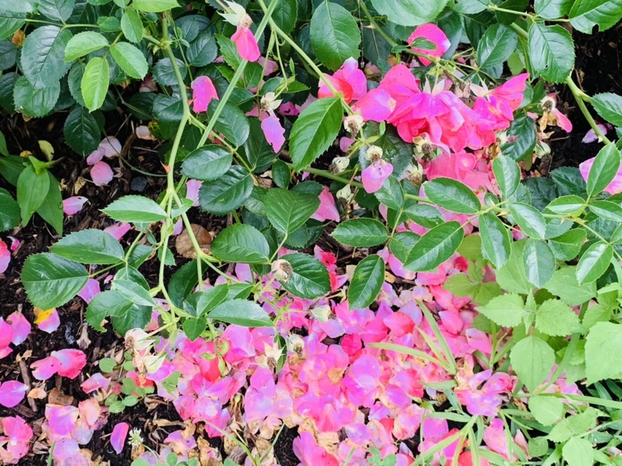 IMG_0479.jpg?type=w966