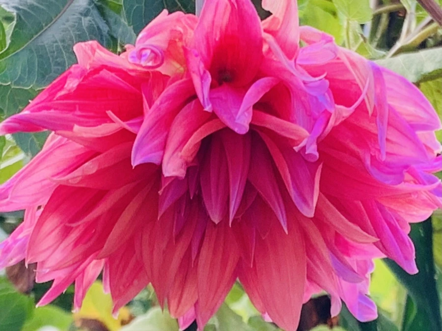 IMG_7009.jpg?type=w966