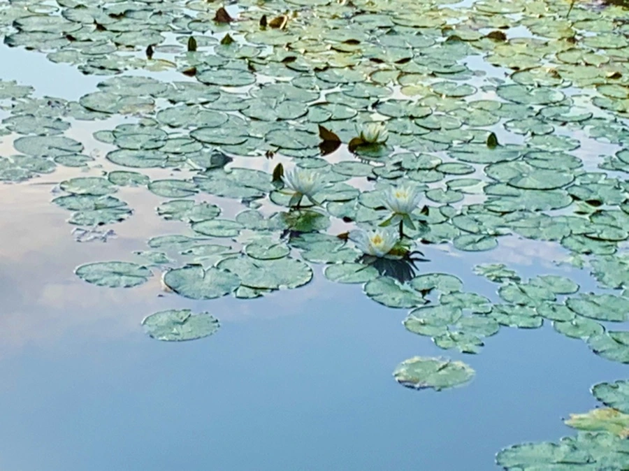 IMG_0798.jpg?type=w966