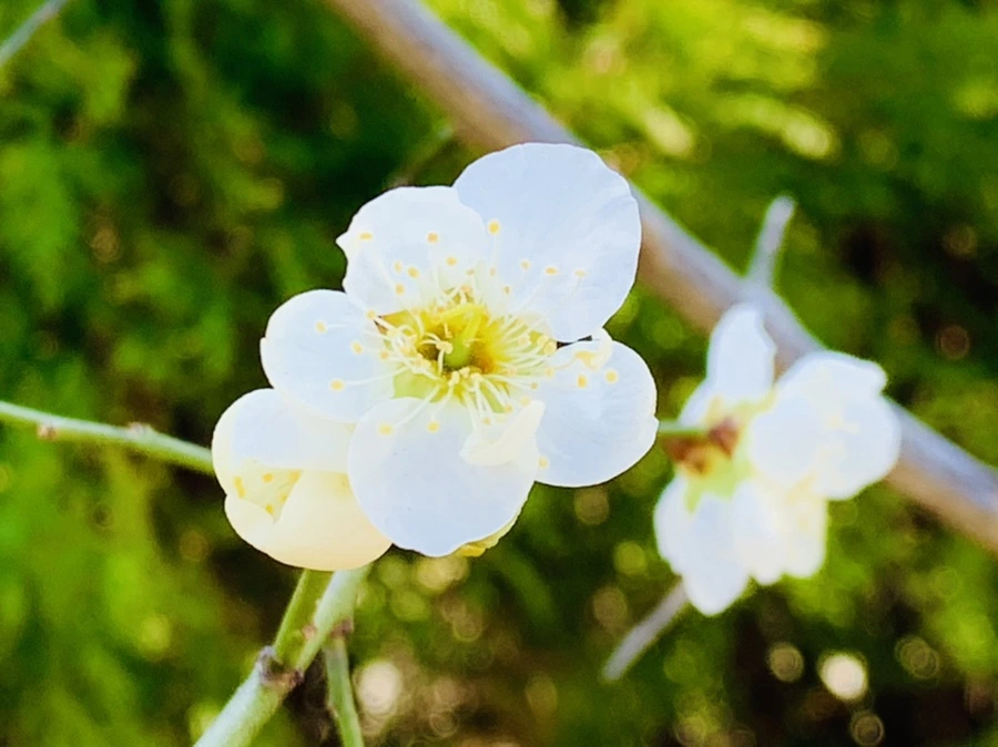 IMG_1329.jpg?type=w966