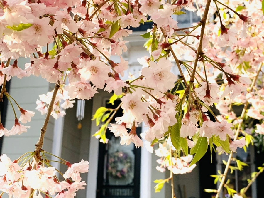 IMG_3666.jpg?type=w966