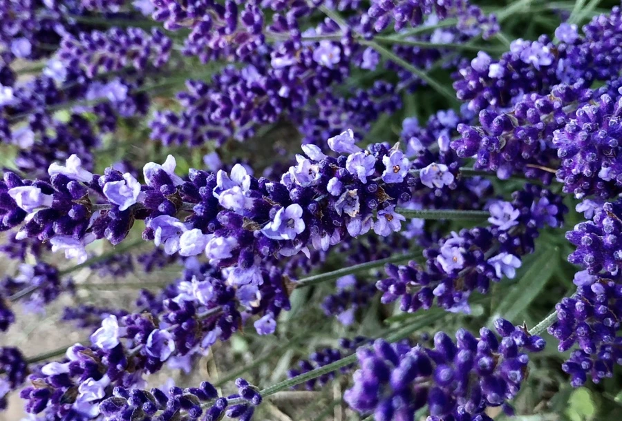 IMG_8524.jpg?type=w966