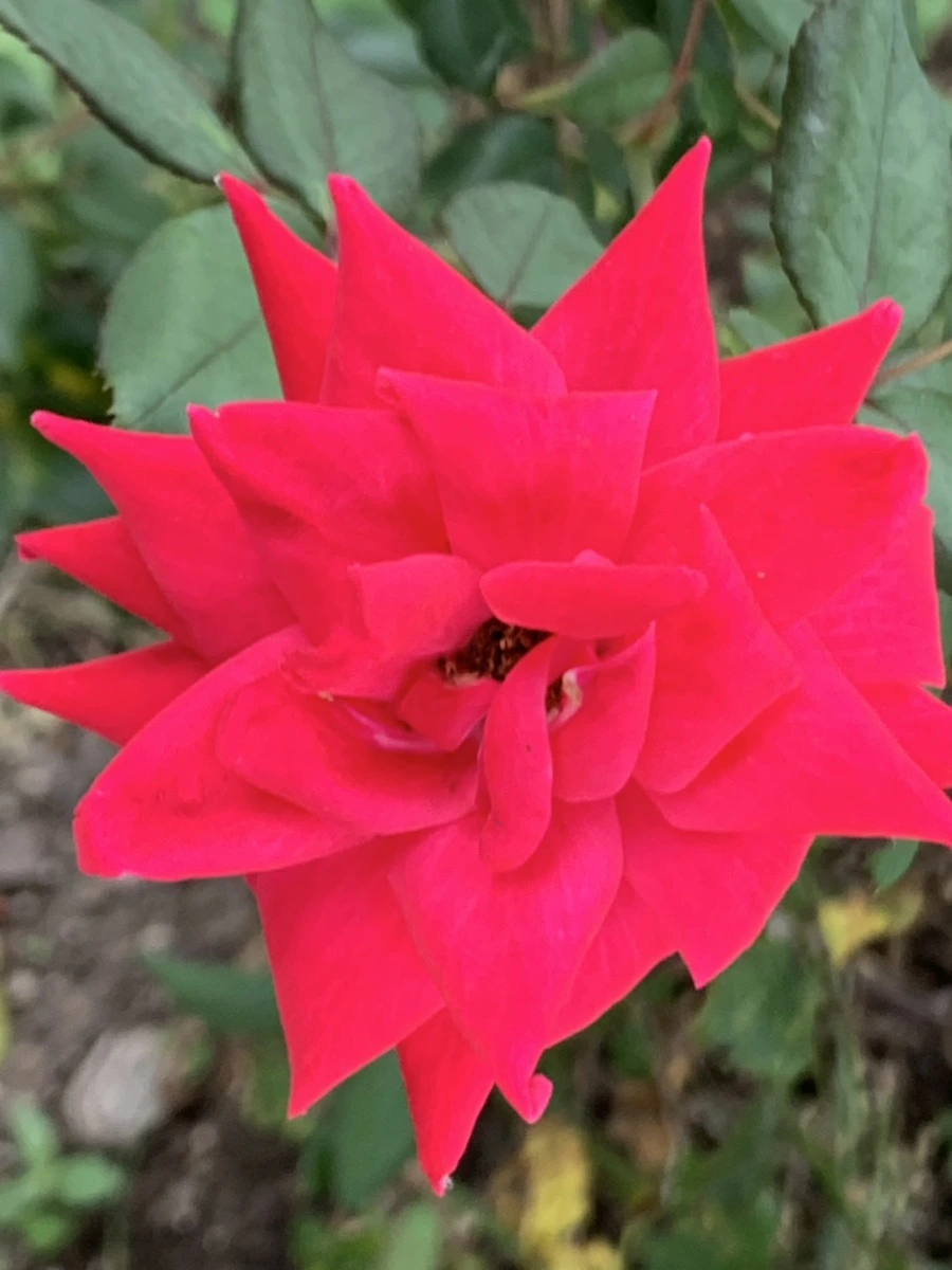 IMG_5983.jpg?type=w966