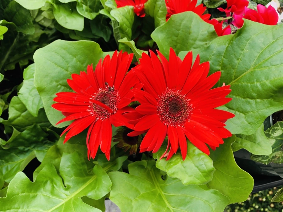 IMG_9911.jpg?type=w966