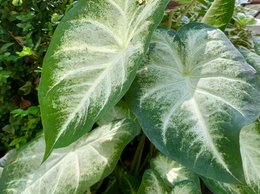 IMG_5960.jpg?type=w966