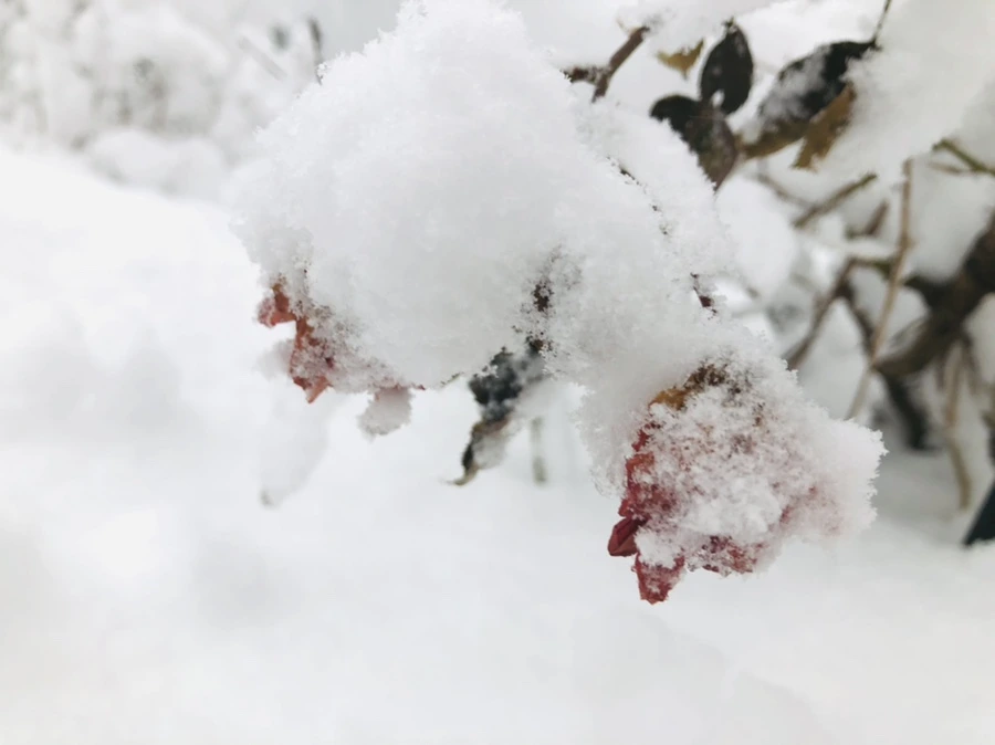 IMG_1061.jpg?type=w966