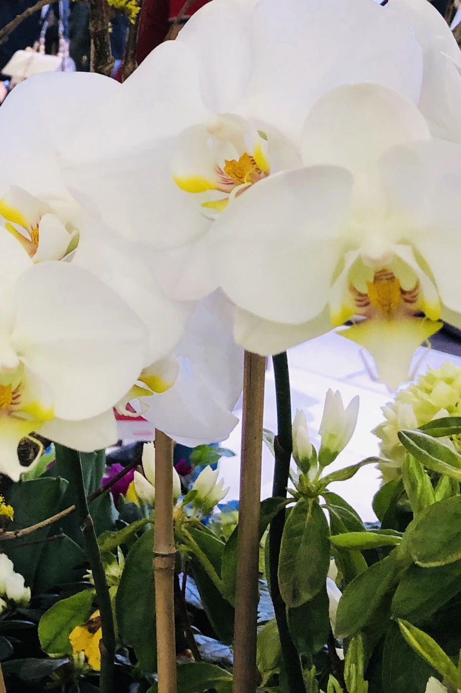 IMG_1824.jpg?type=w966