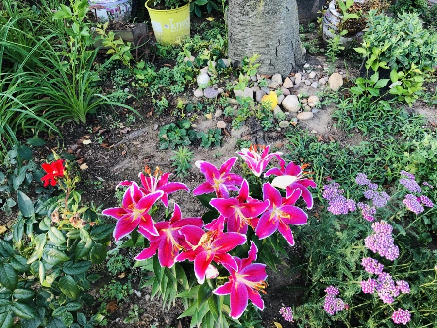 IMG_2561.jpg?type=w966