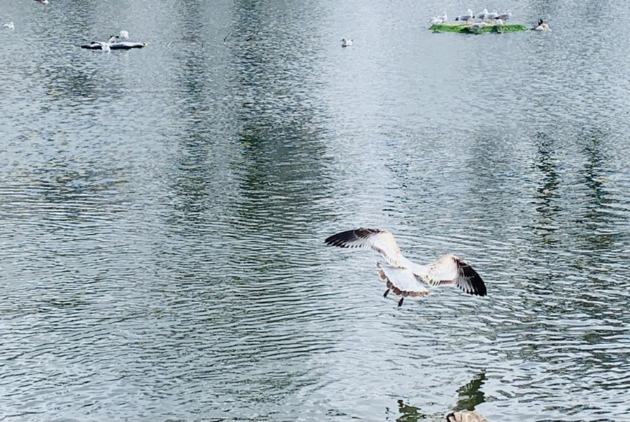 IMG_7937.jpg?type=w966