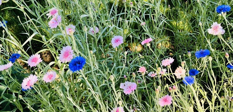 IMG_8570.jpg?type=w966