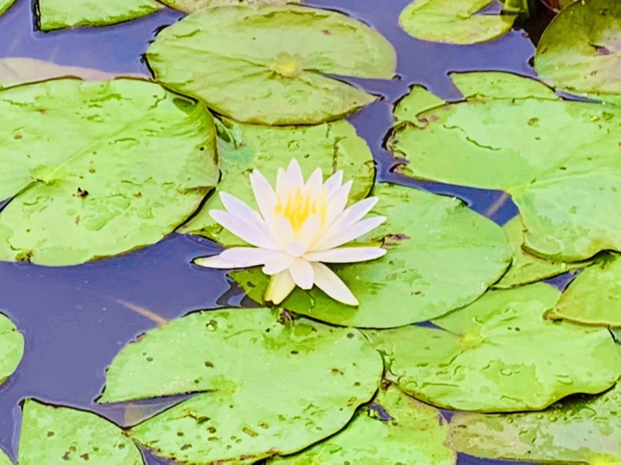 IMG_7847.jpg?type=w966