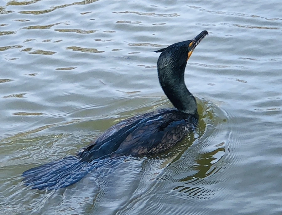 IMG_3080.jpg?type=w966