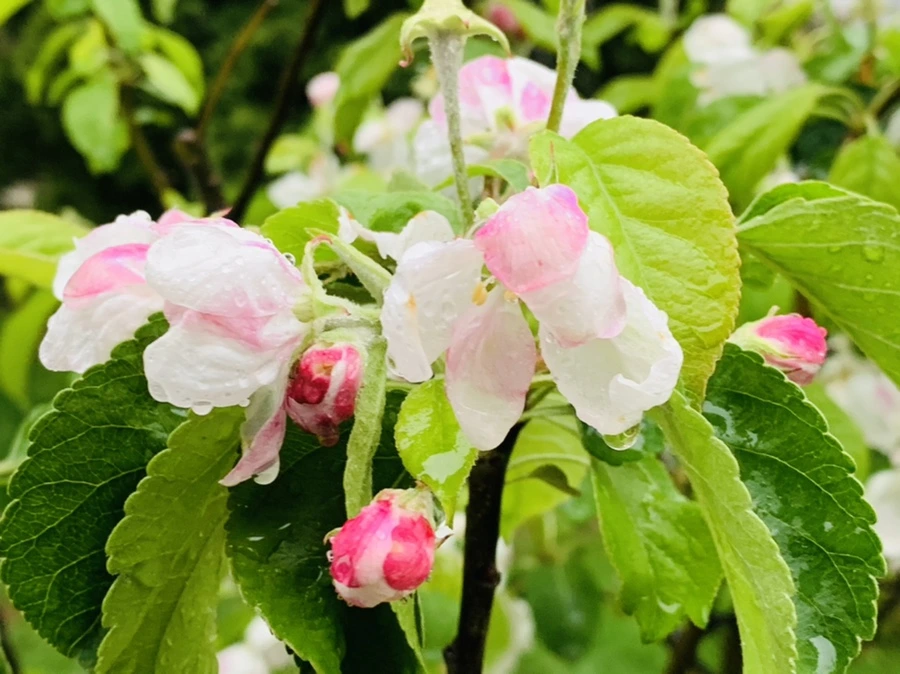 IMG_5299.jpg?type=w966