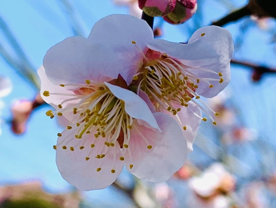 IMG_1336.jpg?type=w966