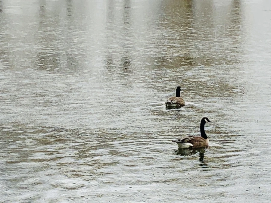 IMG_2107.jpg?type=w966