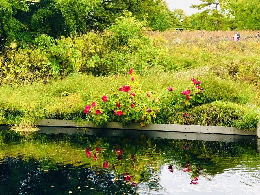 IMG_2201.jpg?type=w966