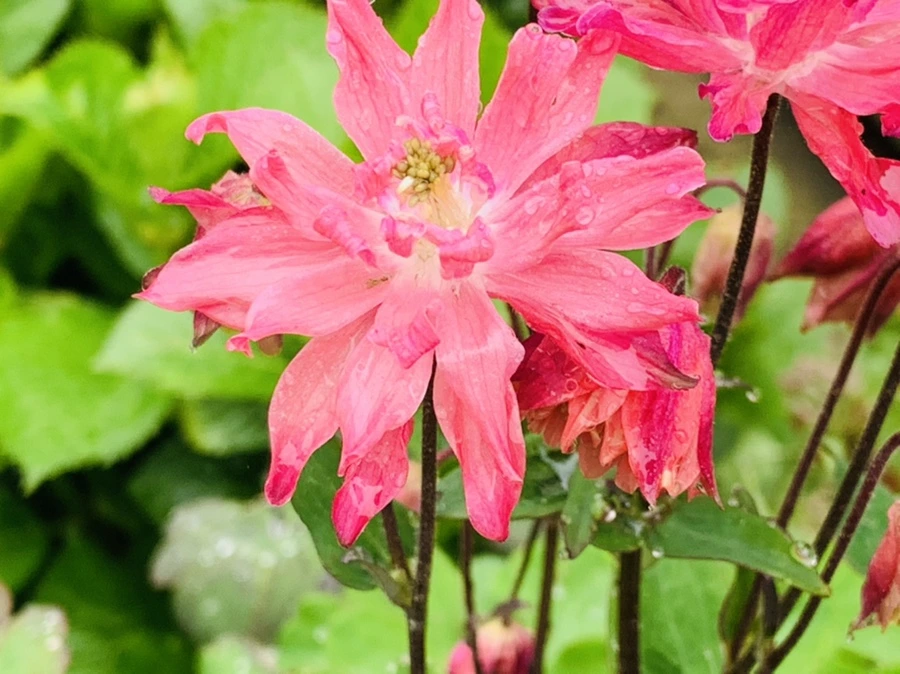 IMG_9446.jpg?type=w966