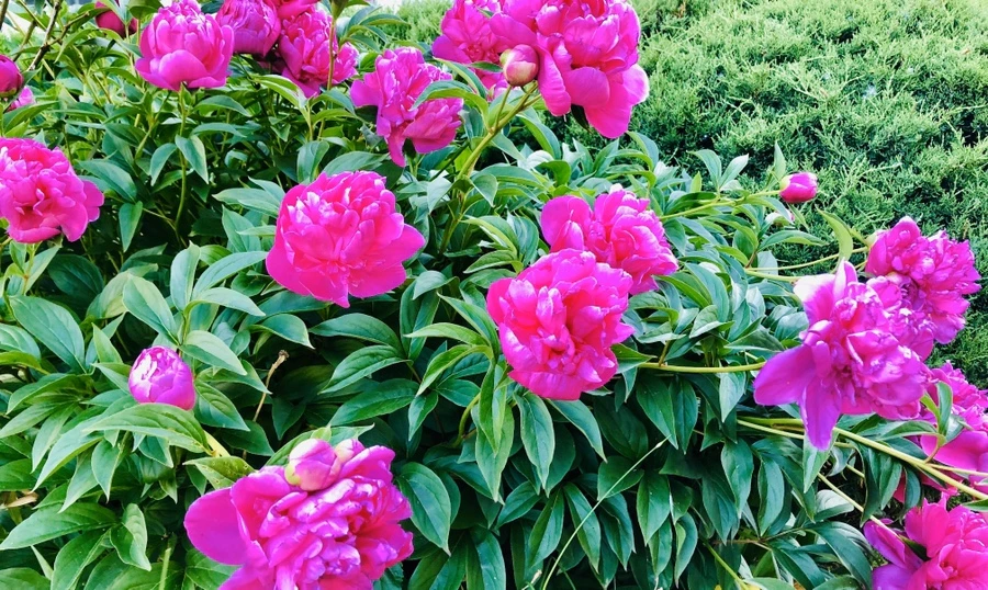 IMG_7697.jpg?type=w966