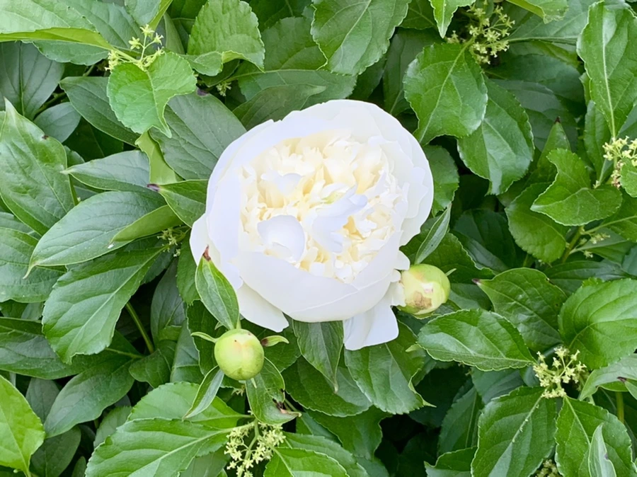 IMG_3501.jpg?type=w966