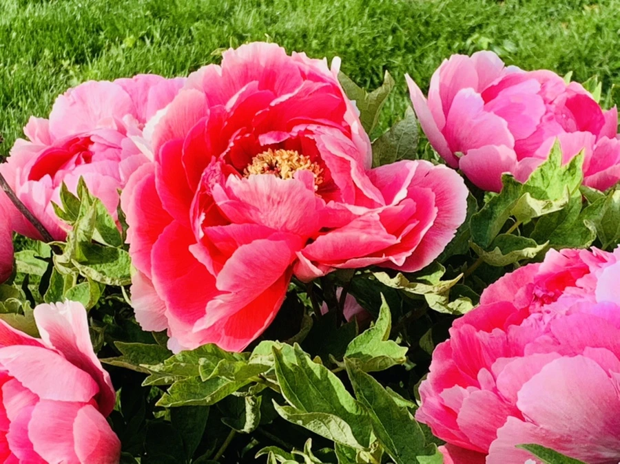 IMG_6685.jpg?type=w966