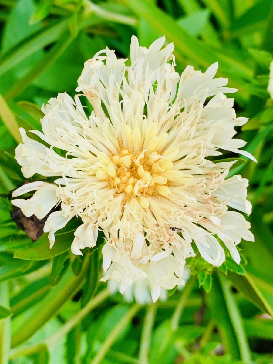 IMG_0378.jpg?type=w966