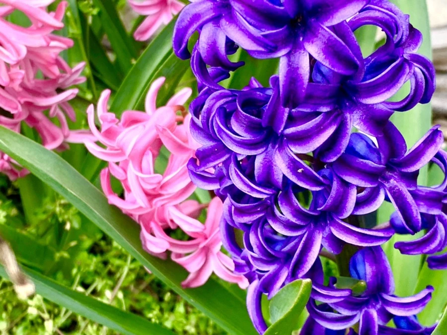 IMG_6607.jpg?type=w966