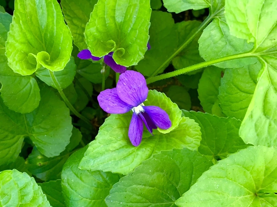 IMG_2167.jpg?type=w966