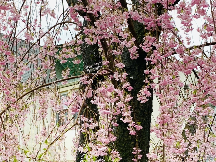 IMG_2299.jpg?type=w966