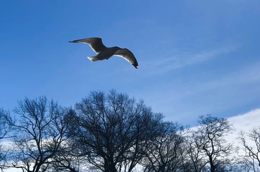 IMG_5334.jpg?type=w966