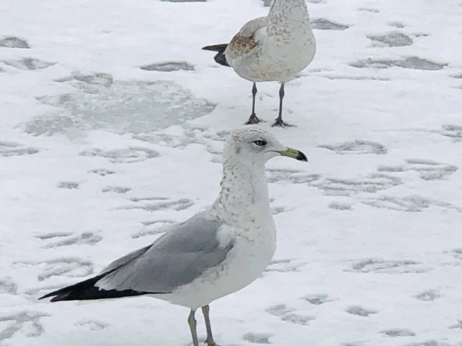 IMG_3786.jpg?type=w966