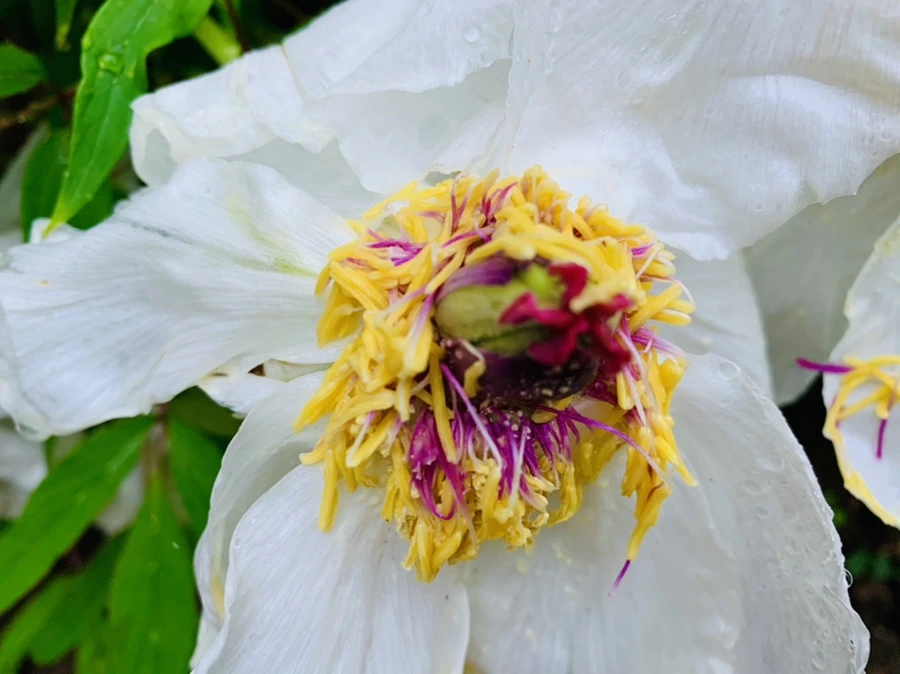 IMG_9307.jpg?type=w966