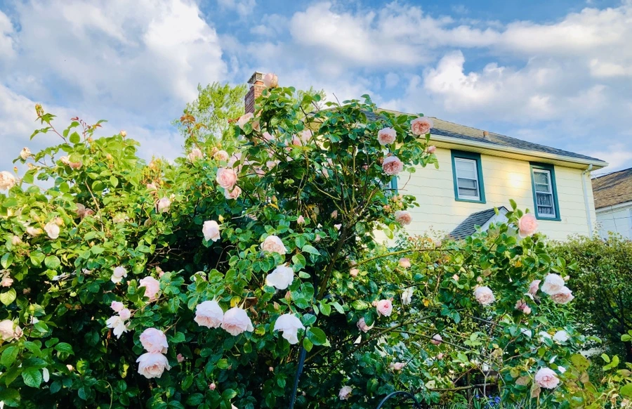 IMG_8020.jpg?type=w966