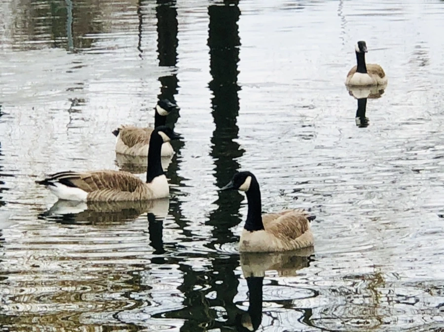 IMG_6369.jpg?type=w966