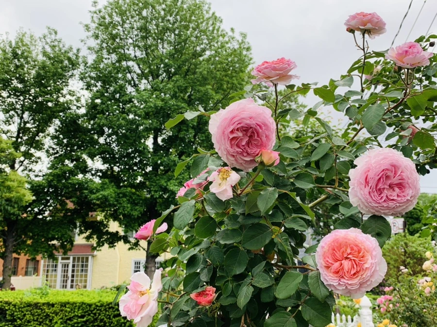 IMG_6054.jpg?type=w966